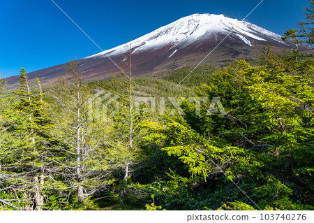 《山梨縣》初夏的富士山，新綠白雪的內庭 103740276