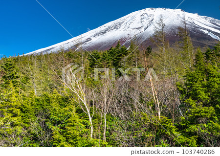 《山梨縣》初夏的富士山，新綠白雪的內庭 103740286