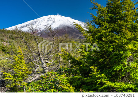 《山梨縣》初夏的富士山,新綠白雪的內庭 《山梨縣》初夏的富士山,新綠白雪的內庭 103740291