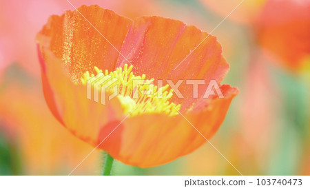 Close-up of poppies 103740473