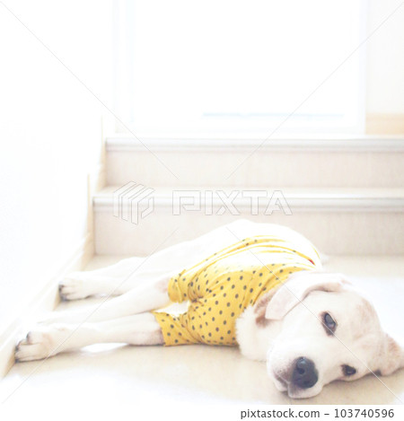 放鬆的小獵犬 103740596