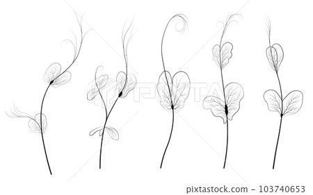 Pea sprouts vector stock illustration. Micro-green. Legume plants. Sprouted shoots with green leaves. Close-up.Isolated on a white background. Pea sprouts vector stock illustration. Micro-green. Legume plants. Sprouted shoots with green leaves. Close-up.Isolated on a white background. 103740653