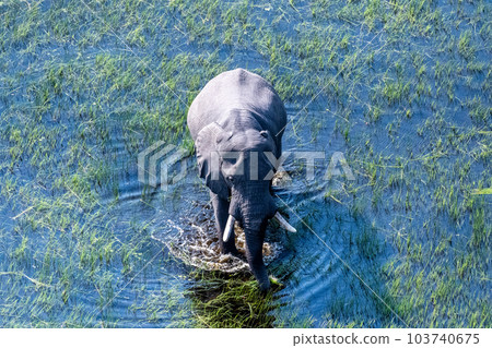 Aerial View of an African Elephant 103740675