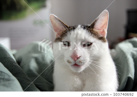 Daily concept of Japanese Bobtail cat living at home Daily concept of Japanese Bobtail cat living at home 103740692