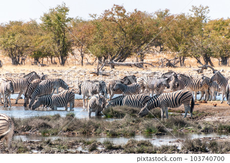 Zebras in Etosha 103740700