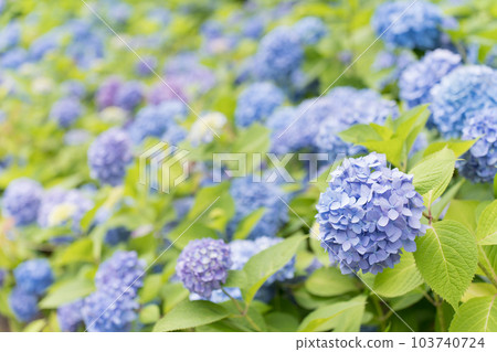 繡球花複製空間 繡球花複製空間 103740724