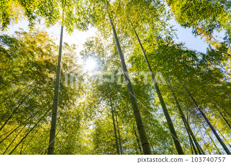 Bamboo forest image | Kaga city, Ishikawa prefecture Bamboo forest image | Kaga city, Ishikawa prefecture 103740757