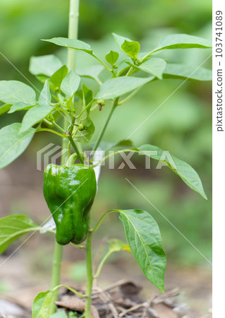 Bell peppers in the field Bell peppers in the field 103741089