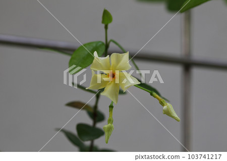 Buds and flowers of Teikakazura 103741217