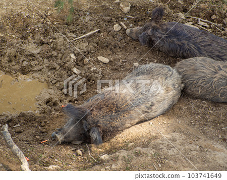 A lazy boar lies on the ground in shadow during hot day with his eyes closed 103741649