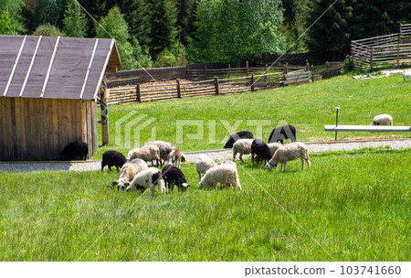 Fluffy sheep with bell on neck graze in carpathian mountains on a sunny day Fluffy sheep with bell on neck graze in carpathian mountains on a sunny day 103741660