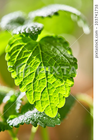 Close-up of a Mentha L. on the bush. Close-up of a Mentha L. on the bush. 103741738