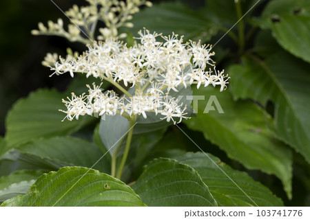 銀蓮花魚 銀蓮花魚 103741776