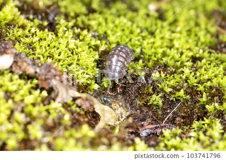 Dango rubber 103741796