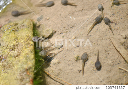 old pond tadpole old pond tadpole 103741837