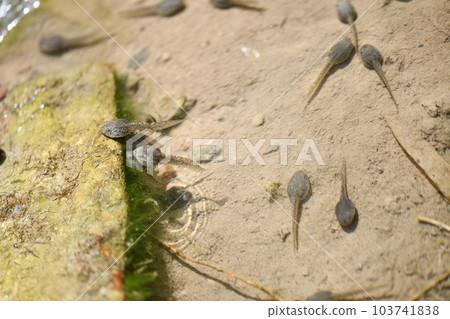 old pond tadpole old pond tadpole 103741838