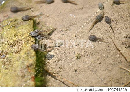 old pond tadpole old pond tadpole 103741839