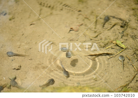 老池塘蝌蚪和漣漪 103742010