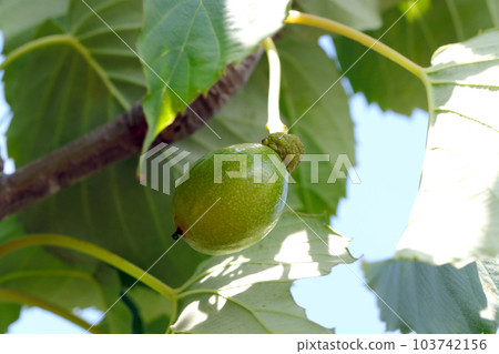 藍天背景，手帕樹的果實（使用微距鏡頭，室外自然光，特寫照片） 103742156