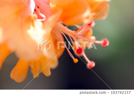 帶有美麗雄蕊和雌蕊的橙色九重葛頭狀花序（使用微距鏡頭，溫室中的特寫照片） 103742157