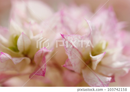 白色上帶有漂亮粉紅色邊框的九重葛花的宏觀特寫紋理 白色上帶有漂亮粉紅色邊框的九重葛花的宏觀特寫紋理 103742158