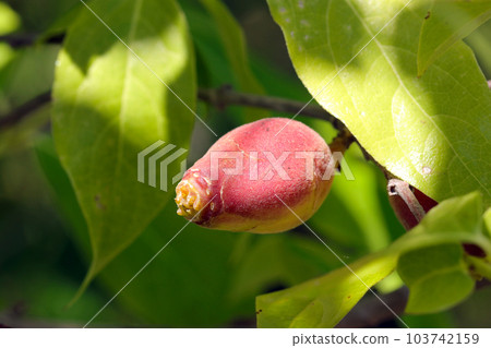 Reddish purple wintersweet fruit (using a macro lens, fine weather, outdoor natural light, close-up photo) Reddish purple wintersweet fruit (using a macro lens, fine weather, outdoor natural light, close-up photo) 103742159