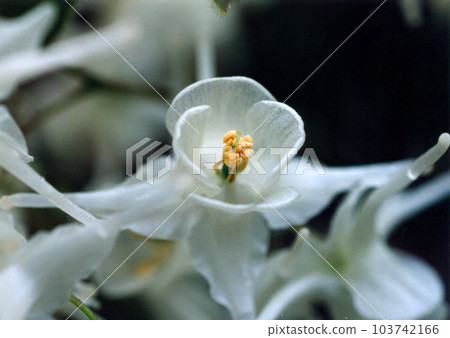 Tokiwaikariso（小蘗科，淫羊藿屬） 103742166