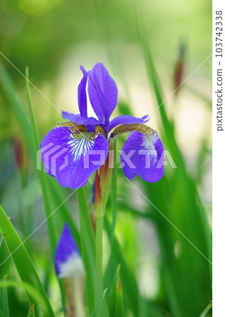 Purple iris with beautiful mesh pattern 4 Purple iris with beautiful mesh pattern 4 103742338