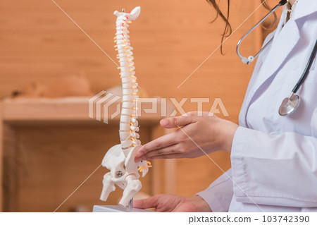 Doctor / doctor who explains using skeleton specimen Doctor / doctor who explains using skeleton specimen 103742390