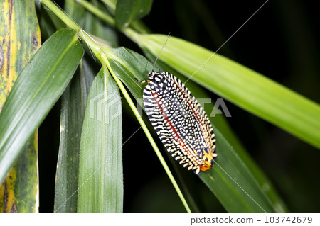 Velvet hamaki 103742679