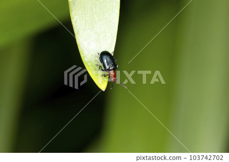 Yam yam beetle 103742702