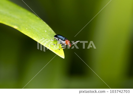 Yam yam beetle 103742703