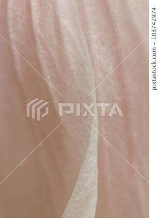 Drape pattern of cherry-colored Brugmansia flowers (using a macro lens, outdoor natural light, close-up photography) Drape pattern of cherry-colored Brugmansia flowers (using a macro lens, outdoor natural light, close-up photography) 103742974