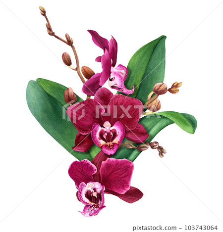 Watercolor orchid flower composition with blooms, buds and leaves. Illustration isolated on white for cards, invitation Watercolor orchid flower composition with blooms, buds and leaves. Illustration isolated on white for cards, invitation 103743064