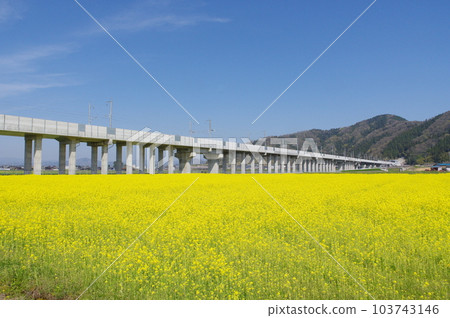 建設中的北陸新幹線和油菜花田,鯖江市船江町,2023 年 4 月 建設中的北陸新幹線和油菜花田,鯖江市船江町,2023 年 4 月 103743146