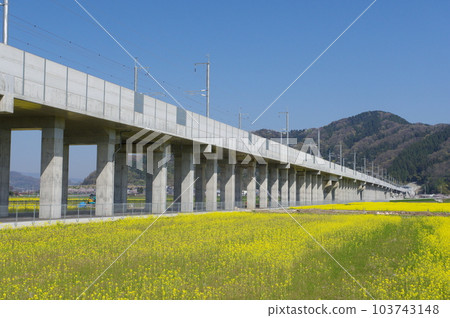 建設中的北陸新幹線和油菜花田,鯖江市船江町,2023 年 4 月 建設中的北陸新幹線和油菜花田,鯖江市船江町,2023 年 4 月 103743148
