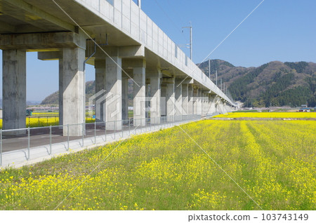 建設中的北陸新幹線和油菜花田,鯖江市船江町,2023 年 4 月 建設中的北陸新幹線和油菜花田,鯖江市船江町,2023 年 4 月 103743149