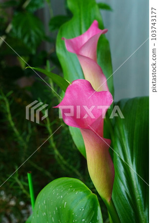 Pink color 103743177