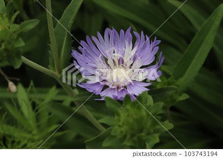 Purple stokesia flowers blooming in early summer garden 103743194