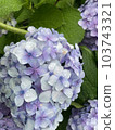 Hydrangea after the rain♡ 103743321