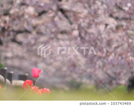 江川瀨瀨綠道的櫻花風景 103743469