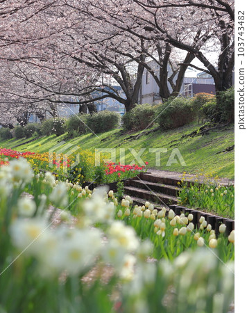 江川瀨瀨綠道的櫻花風景 103743482