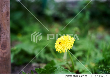 Dandelion, yellow, flower, bloom, weed, wildflower, macro, insect 103743703
