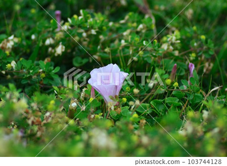 盛開在草甸的旋花 盛開在草甸的旋花 103744128