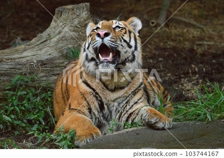 Amur tiger cub looking up (1.5 years old) Amur tiger cub looking up (1.5 years old) 103744167