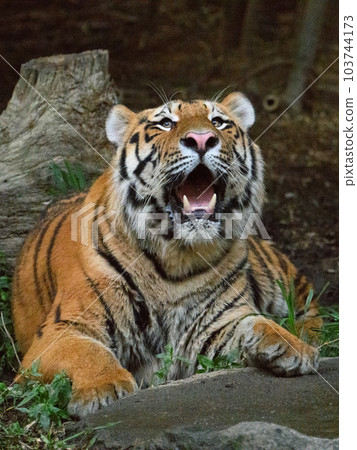 東北虎幼崽仰視（1.5歲） 103744173