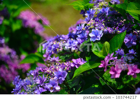 Hydrangea in beautiful colors Hydrangea in beautiful colors 103744217
