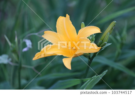 橙色黃花菜（使用微距鏡頭，室外自然光，特寫照片） 103744517