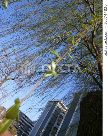 Willow budding Willow budding 103744820