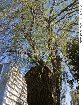 Willow hairpin Willow hairpin 103744821